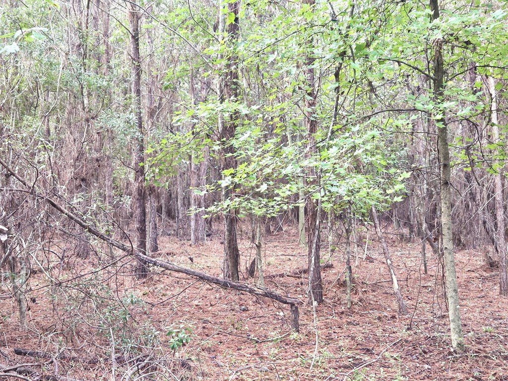 YOUNG STAND OF HARDWOODS
